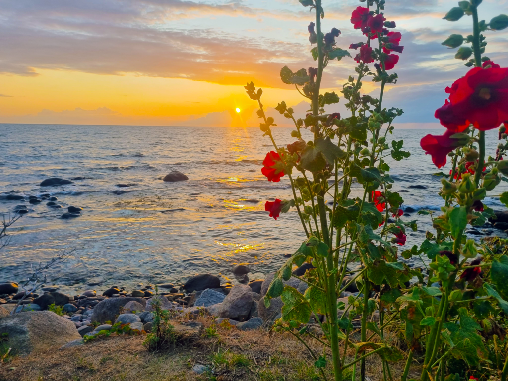 Bornholm Blume